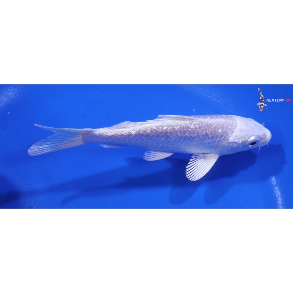 4.5” Imported Gin Rin Platinum Ogon