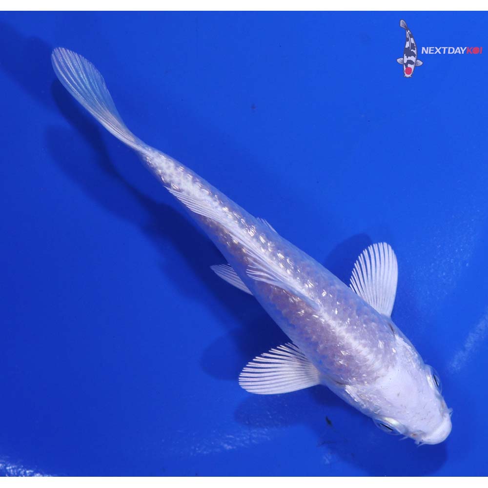 4.5” Imported Gin Rin Platinum Ogon