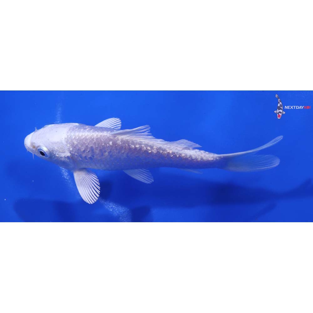 4.5” Imported Gin Rin Platinum Ogon