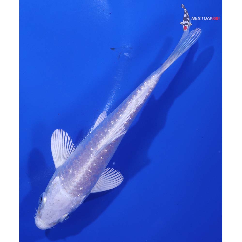 4.5” Imported Gin Rin Platinum Ogon