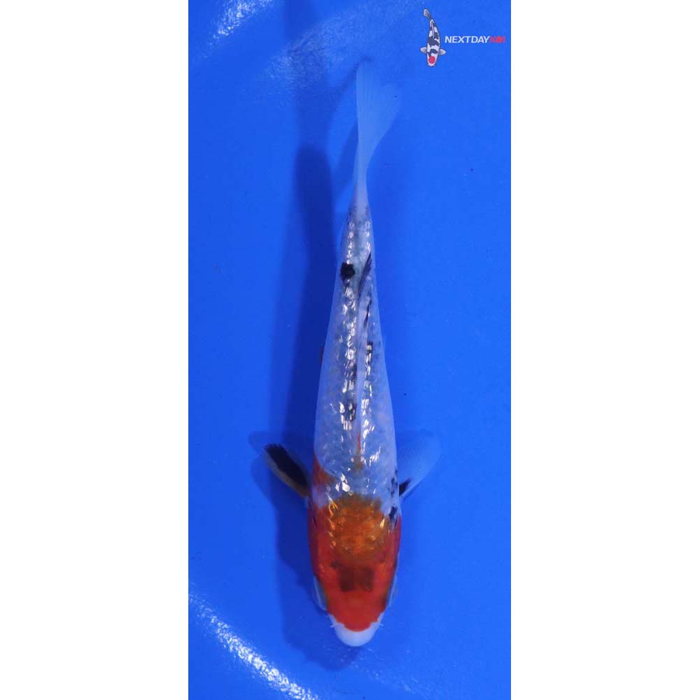 4.5” Imported Gin Rin Sanke
