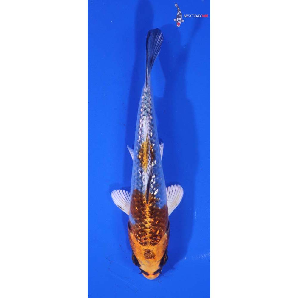 4.5” Imported Gin Rin Kujaku
