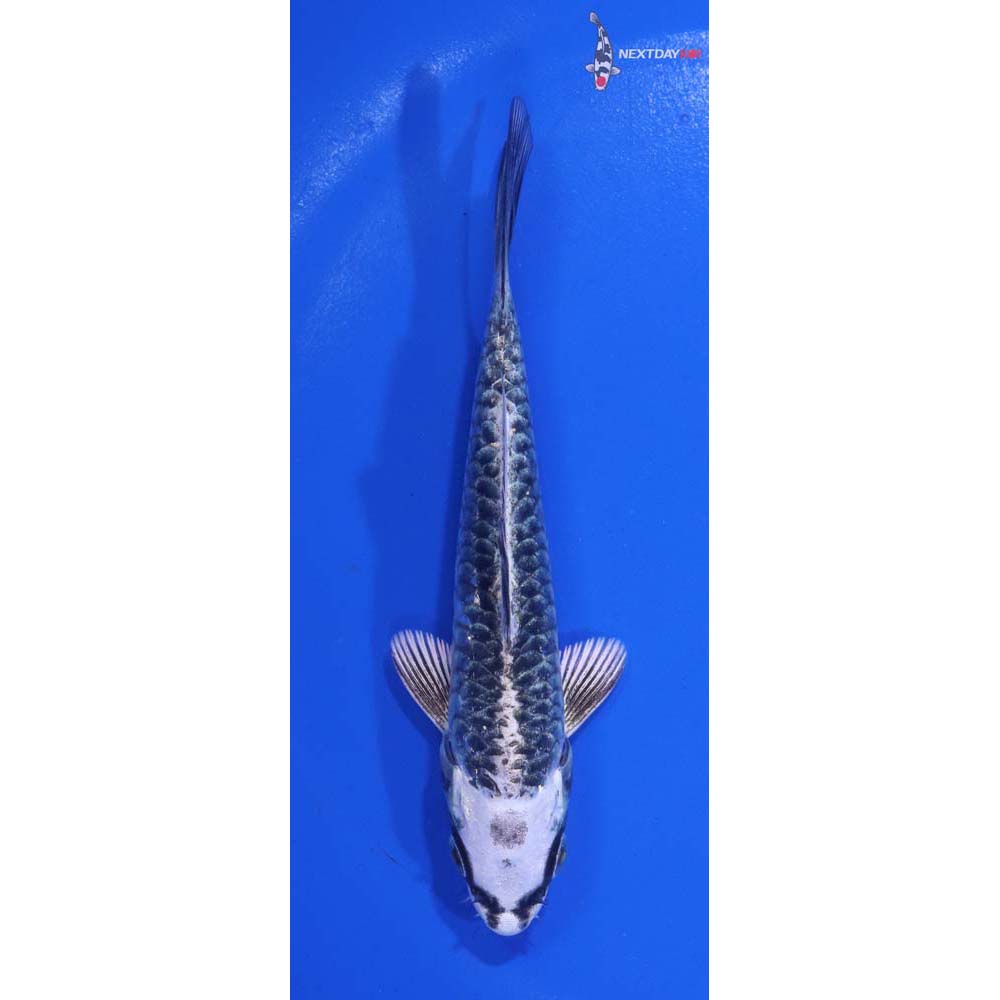 4.5” Imported Armor Scaled Gin Matsuba