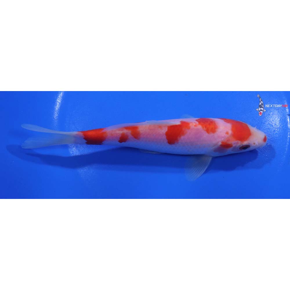 6” Imported Kohaku