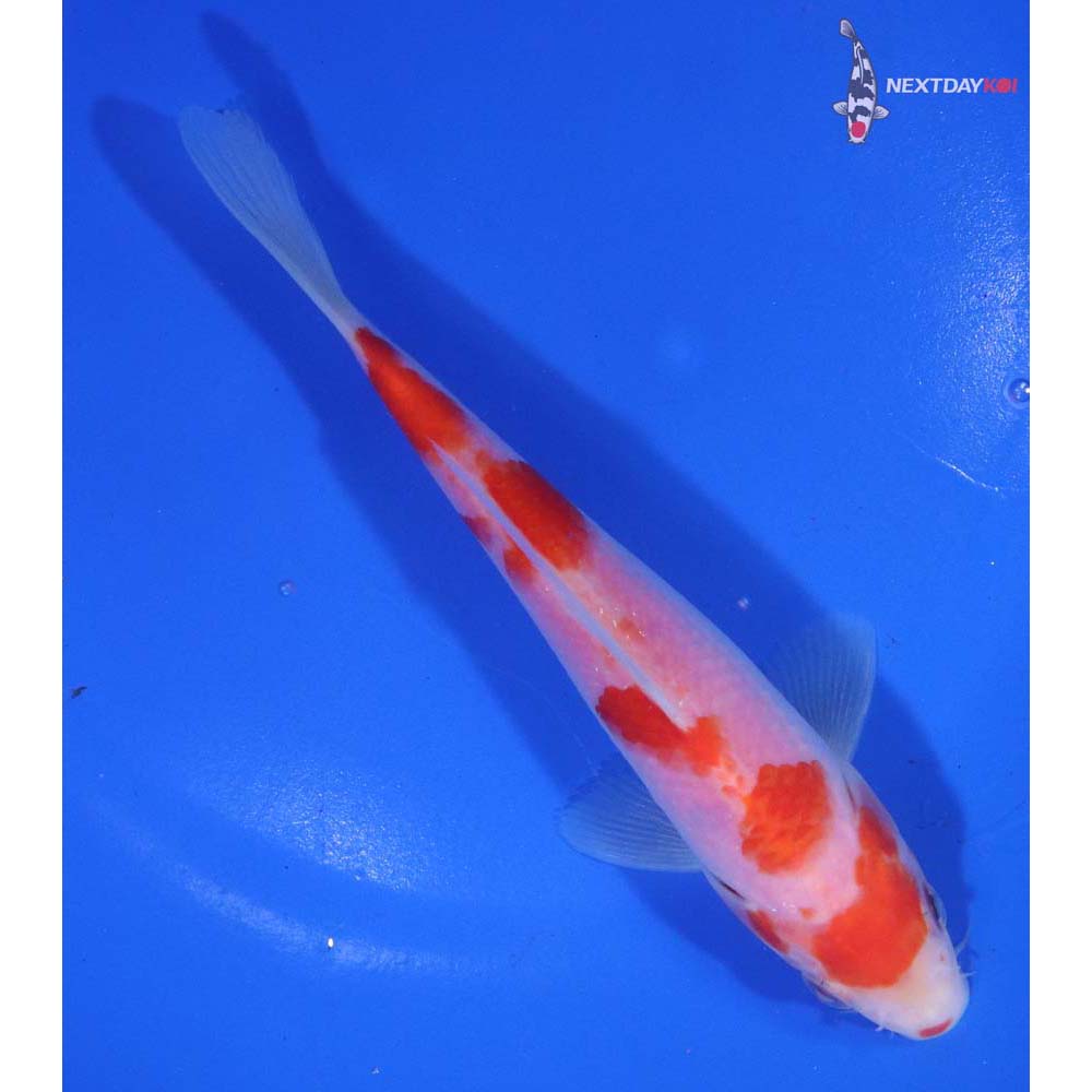 6” Imported Kohaku