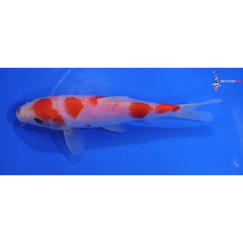 6” Imported Kohaku
