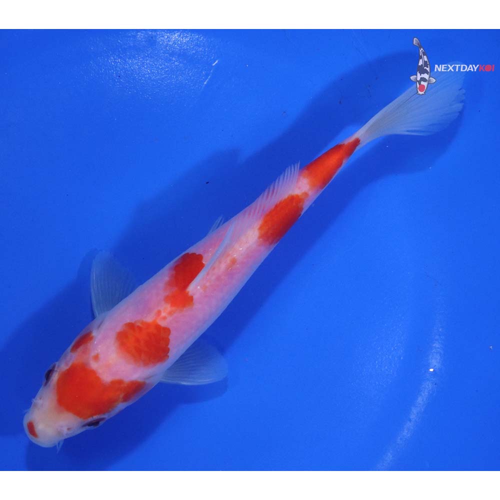 6” Imported Kohaku