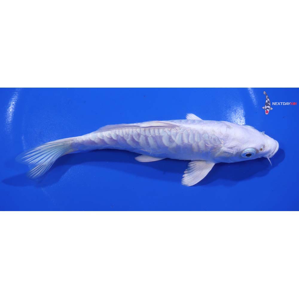 6” Imported Armor Scaled Platinum Ogon