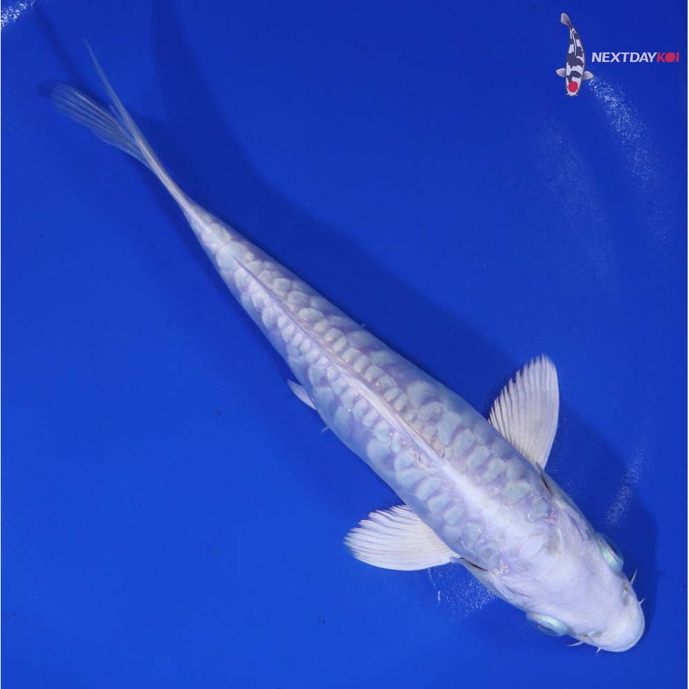 6” Imported Armor Scaled Platinum Ogon