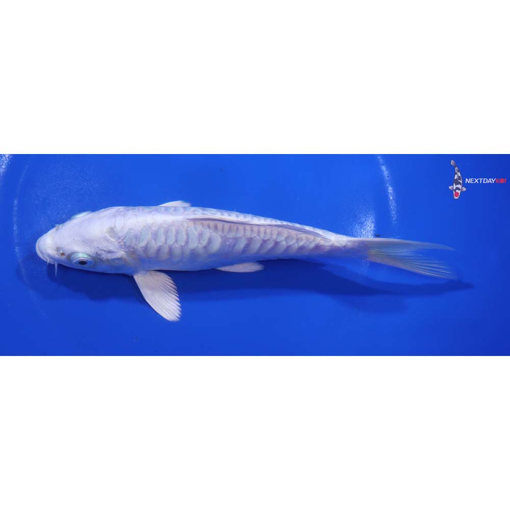 6” Imported Armor Scaled Platinum Ogon