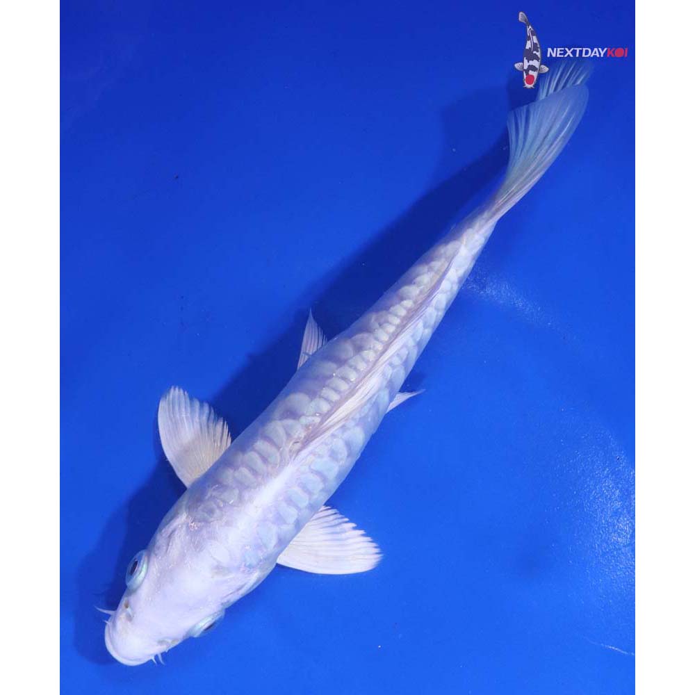 6” Imported Armor Scaled Platinum Ogon