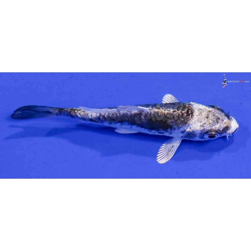 3” Imported Kin Kikokuryu
