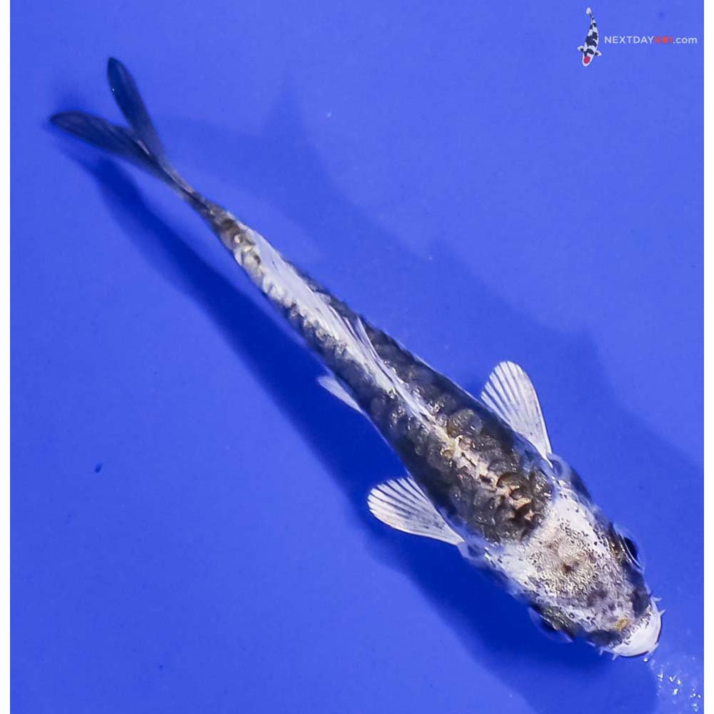 3” Imported Kin Kikokuryu