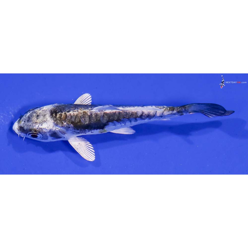 3” Imported Kin Kikokuryu