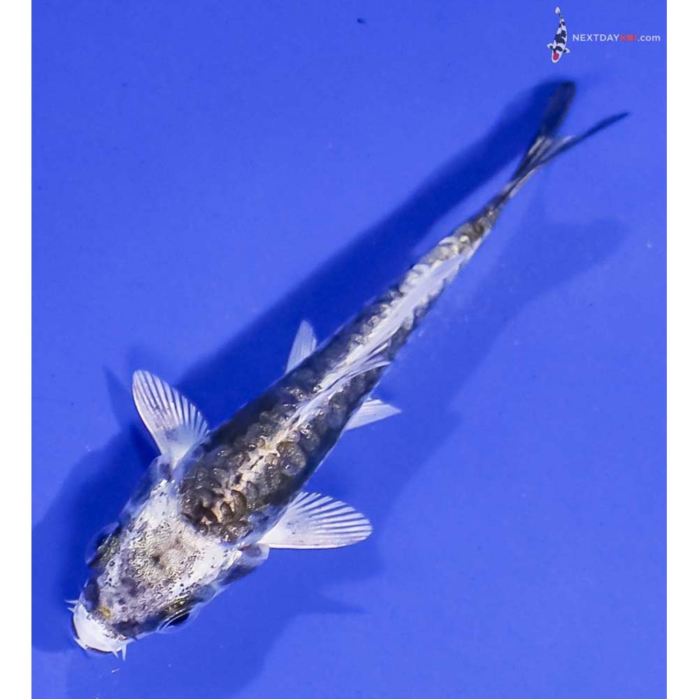 3” Imported Kin Kikokuryu