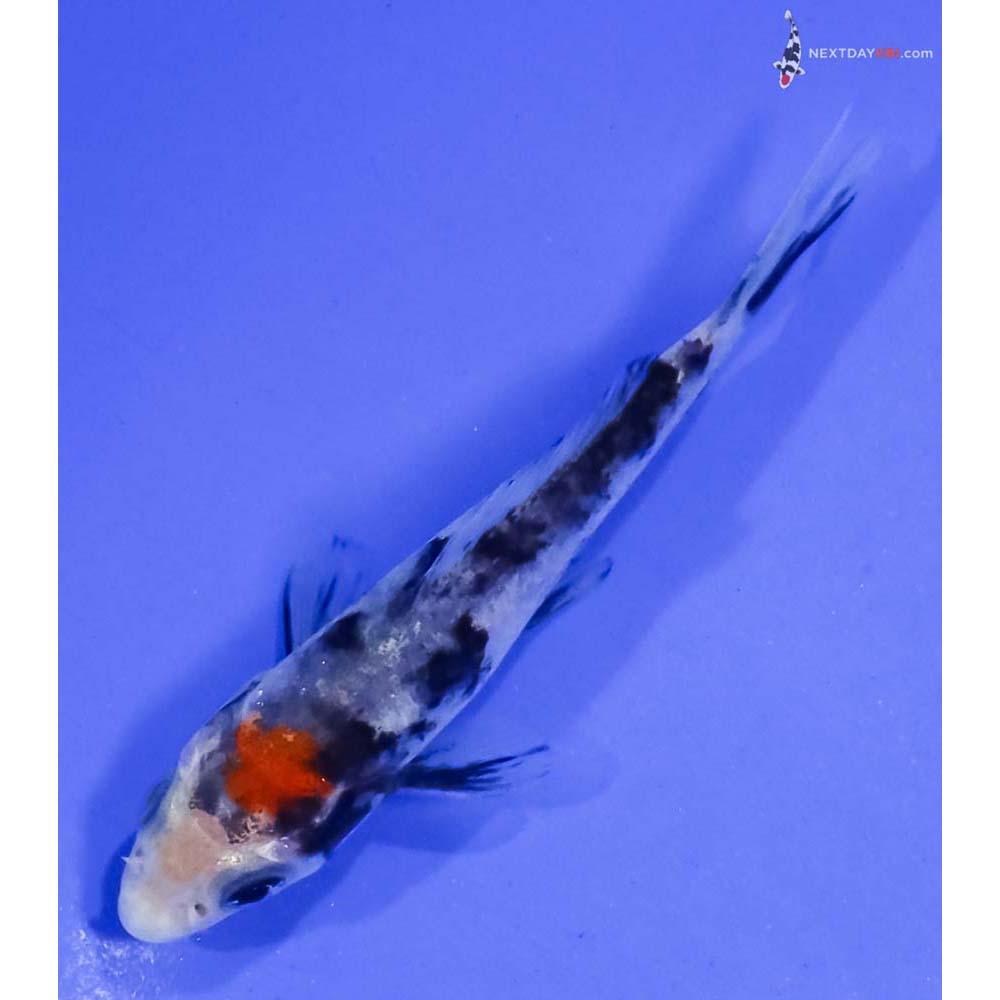 3” Imported Sanke