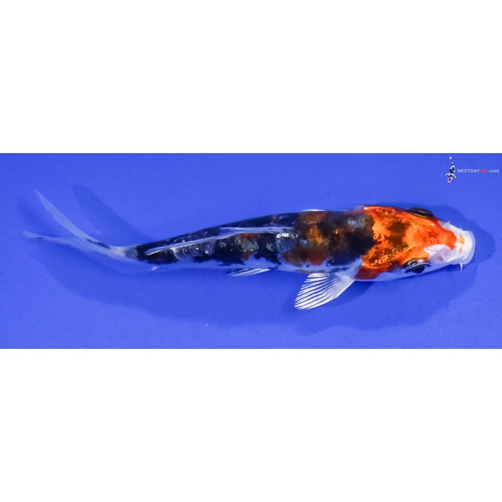 3.5” Imported Heisei Nishiki