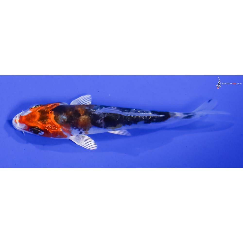 3.5” Imported Heisei Nishiki