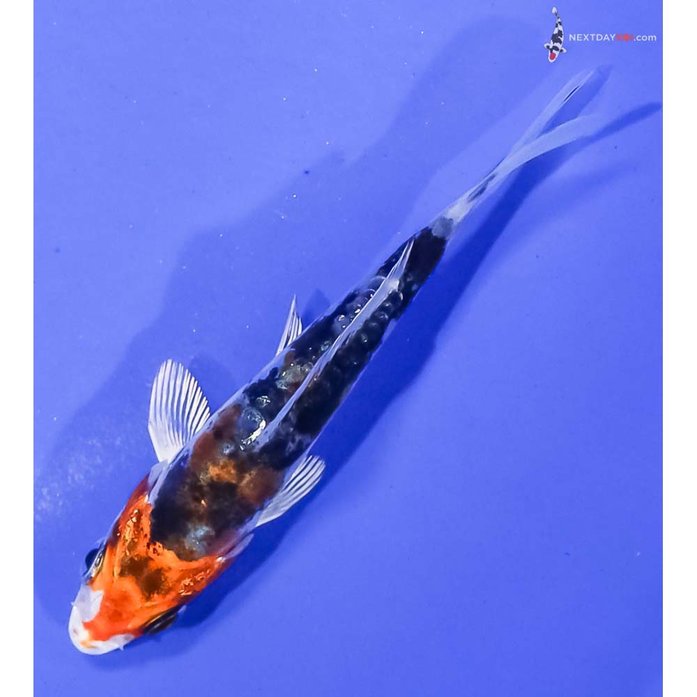 3.5” Imported Heisei Nishiki