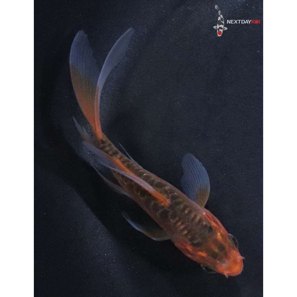 3.5” Imported Hana Shusui Butterfly Koi