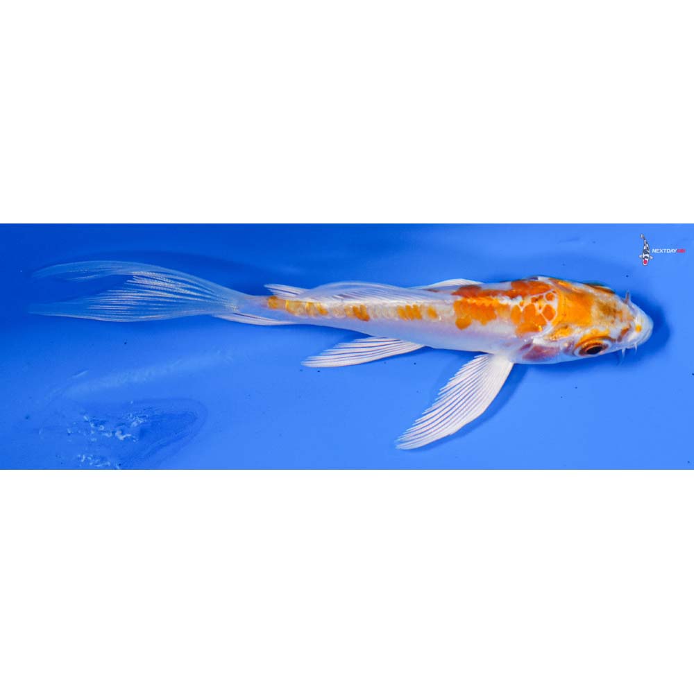 4” Imported Hariwake Butterfly Koi