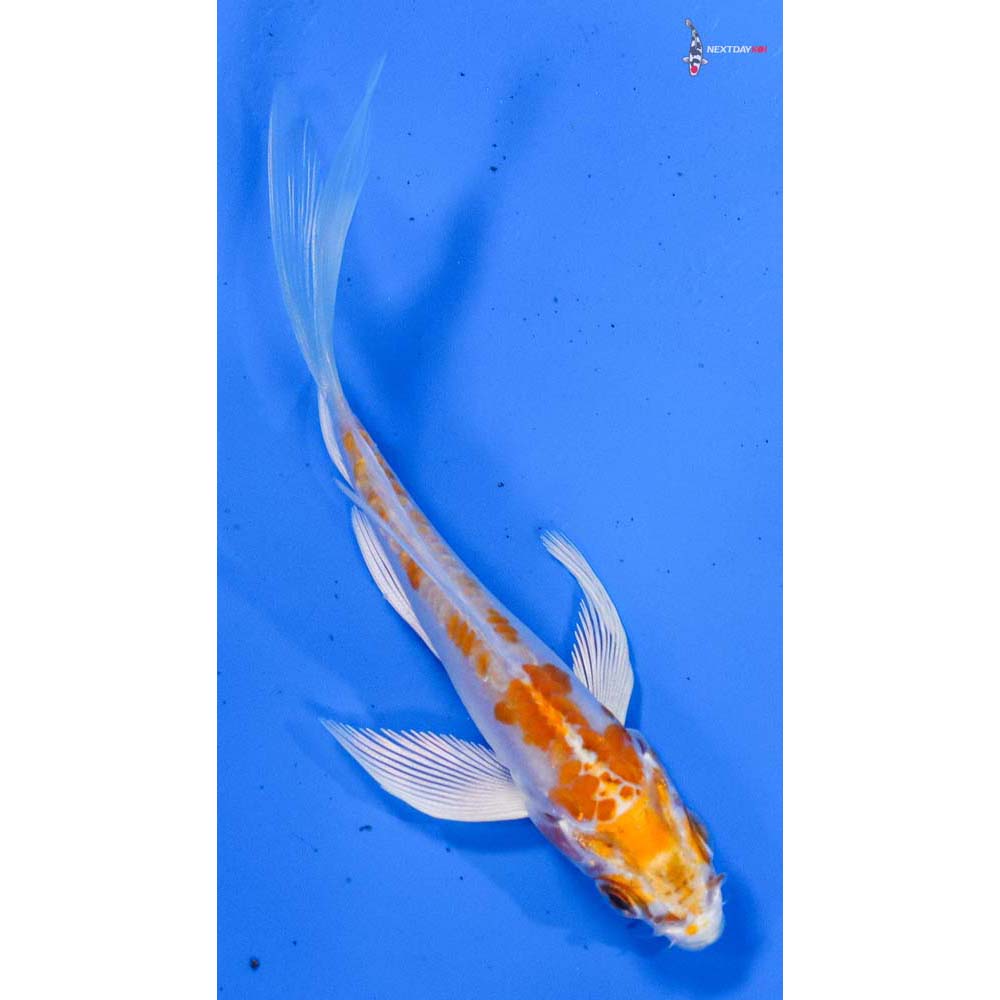 4” Imported Hariwake Butterfly Koi