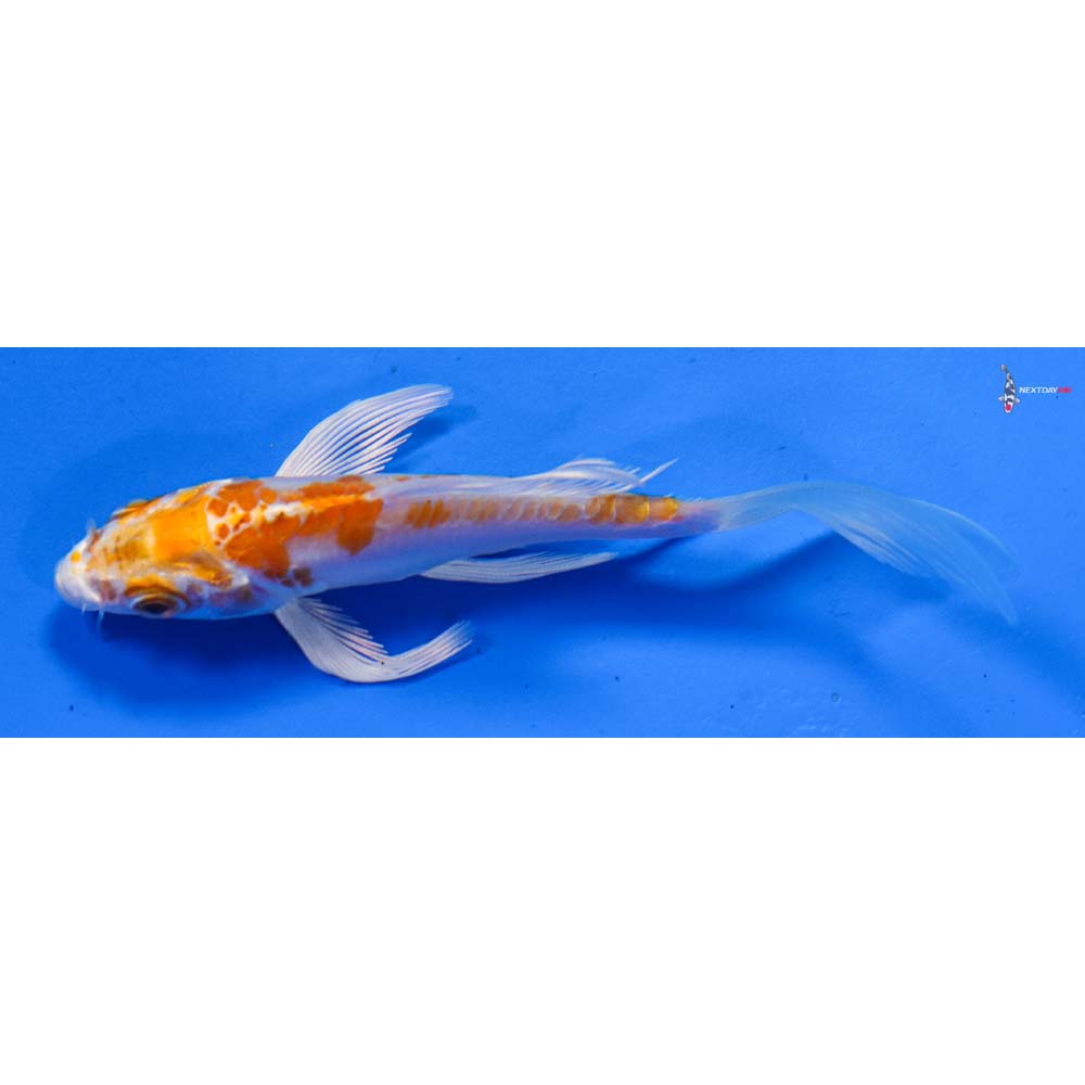 4” Imported Hariwake Butterfly Koi