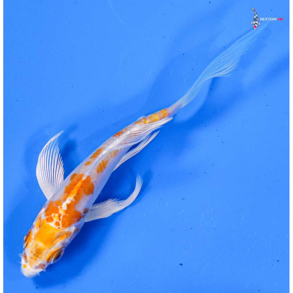 4” Imported Hariwake Butterfly Koi