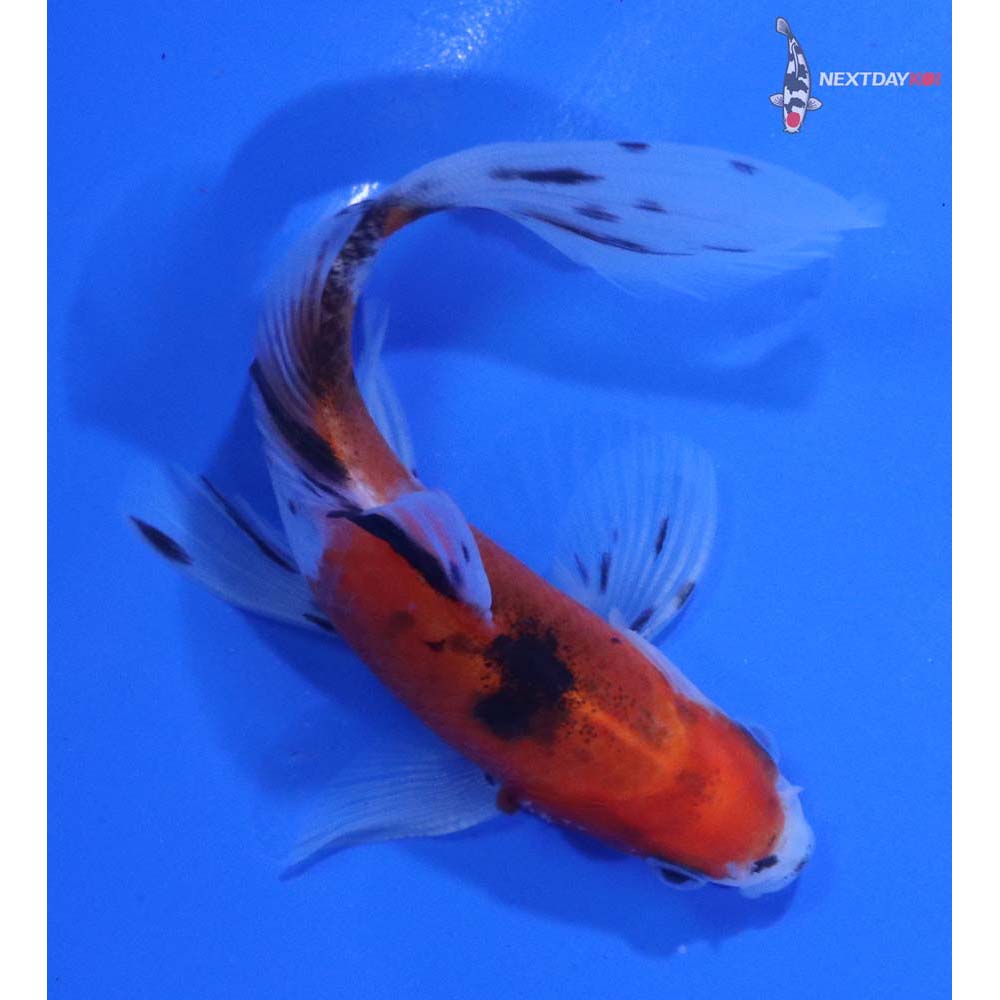 4.5” Imported Bristol Shubunkin