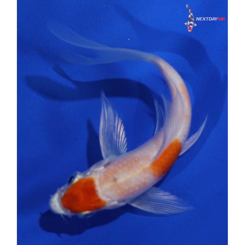 3.5” Imported Hariwake Butterfly Koi