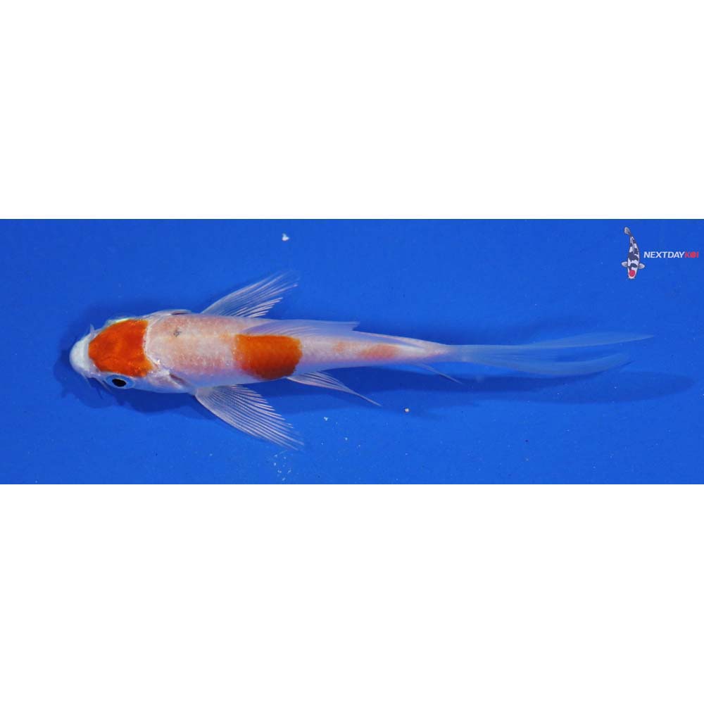 3.5” Imported Hariwake Butterfly Koi