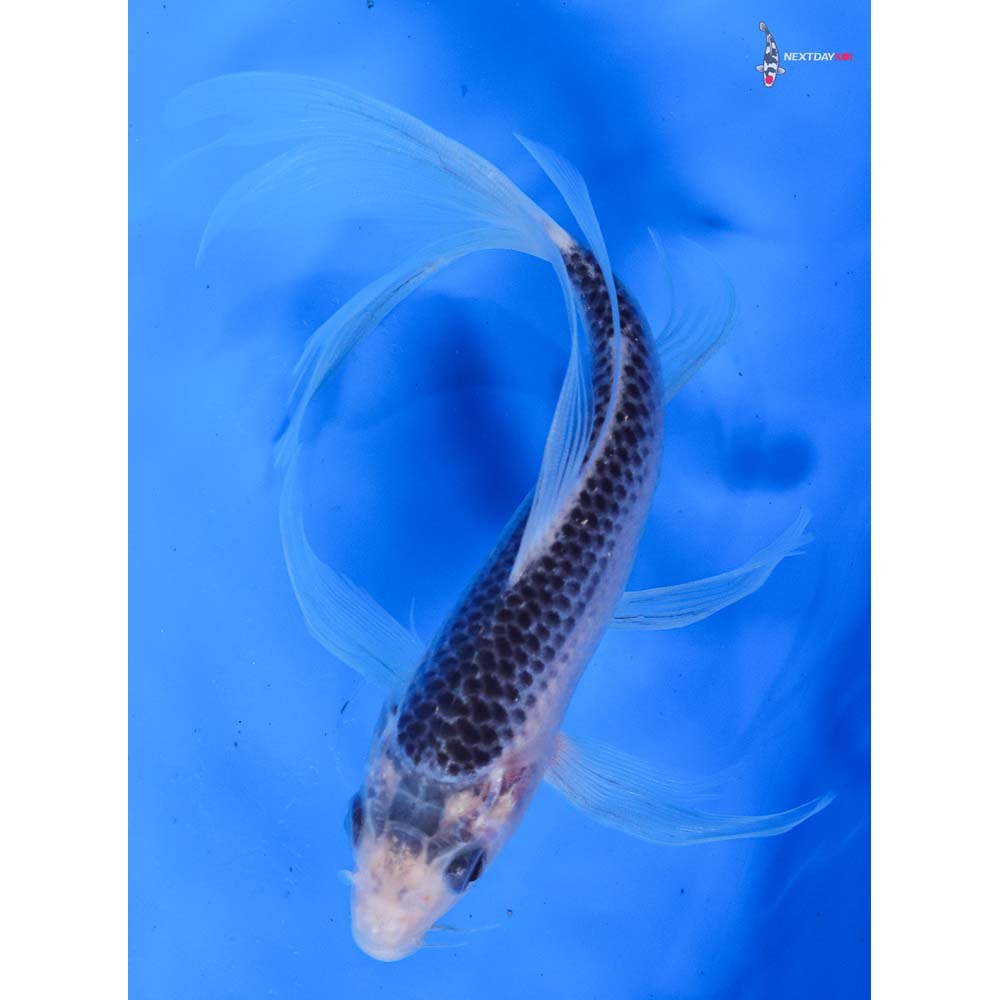 7” Imported Asagi Butterfly Koi