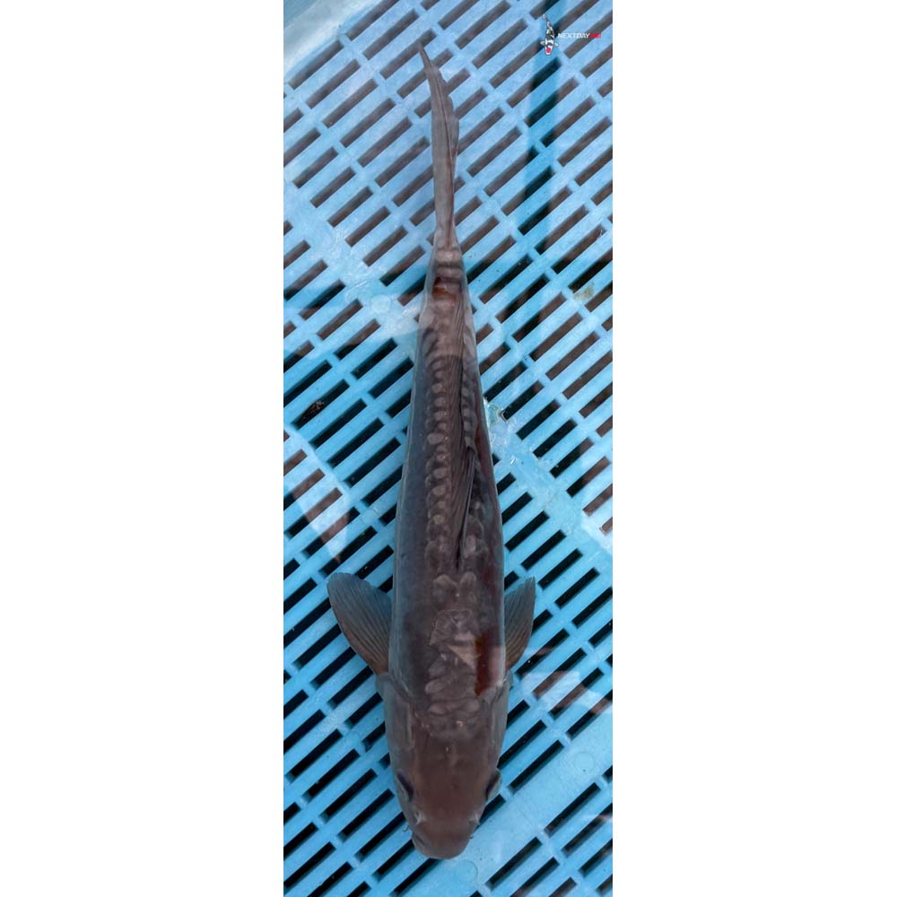 12-14” Imported Doitsu Ochiba Shigure