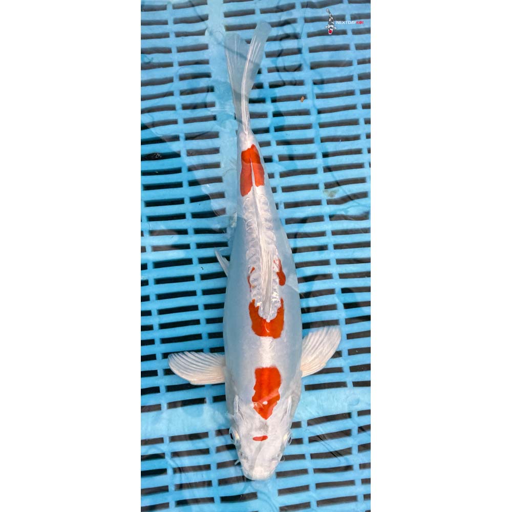 12-14” Imported Kikusui