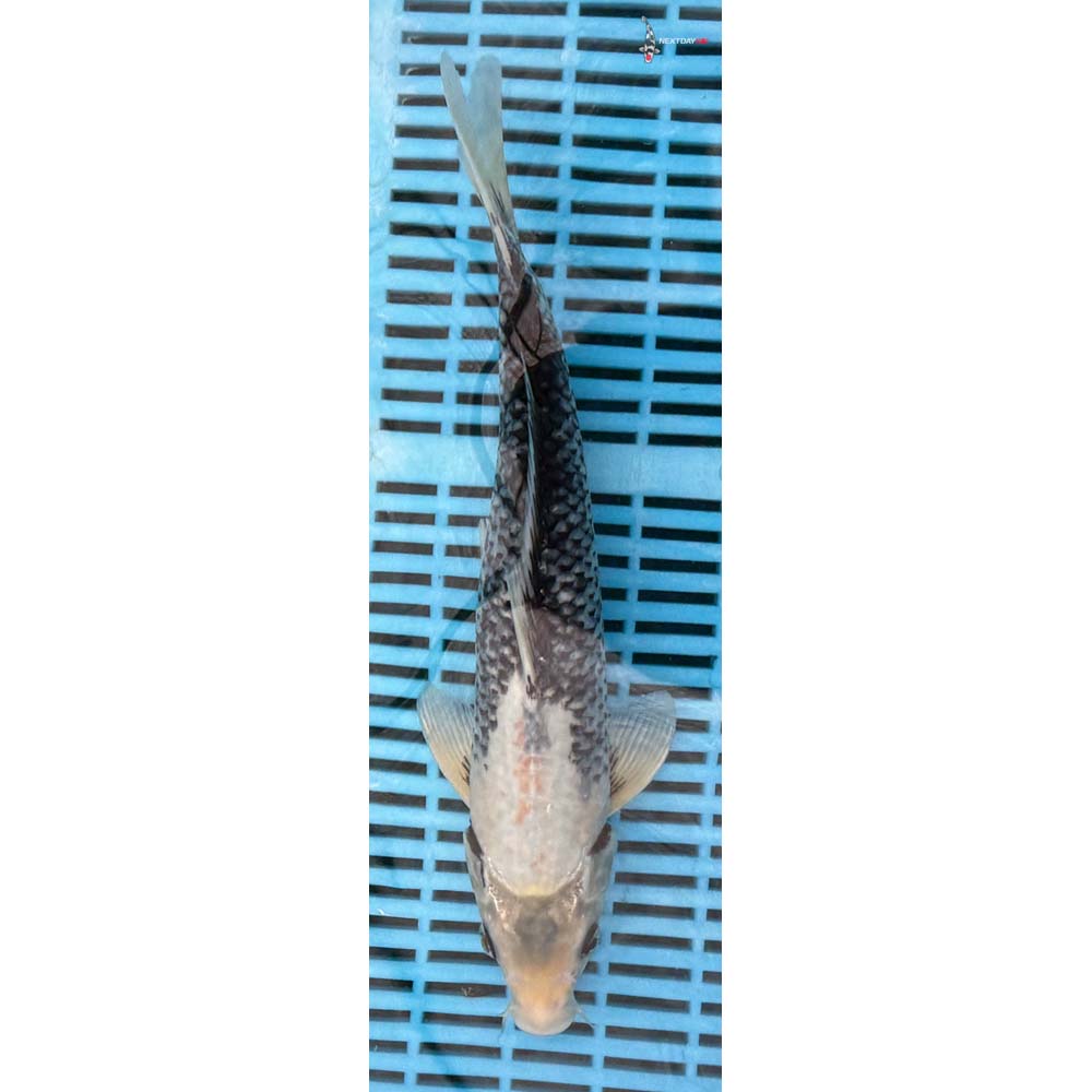 12-14” Imported Beni Matsukawabakke