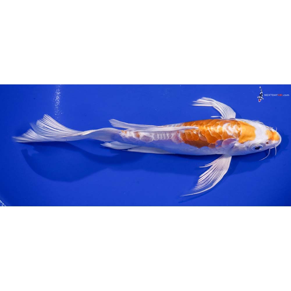 8” Imported Doitsu Lemon Hariwake Butterfly Koi