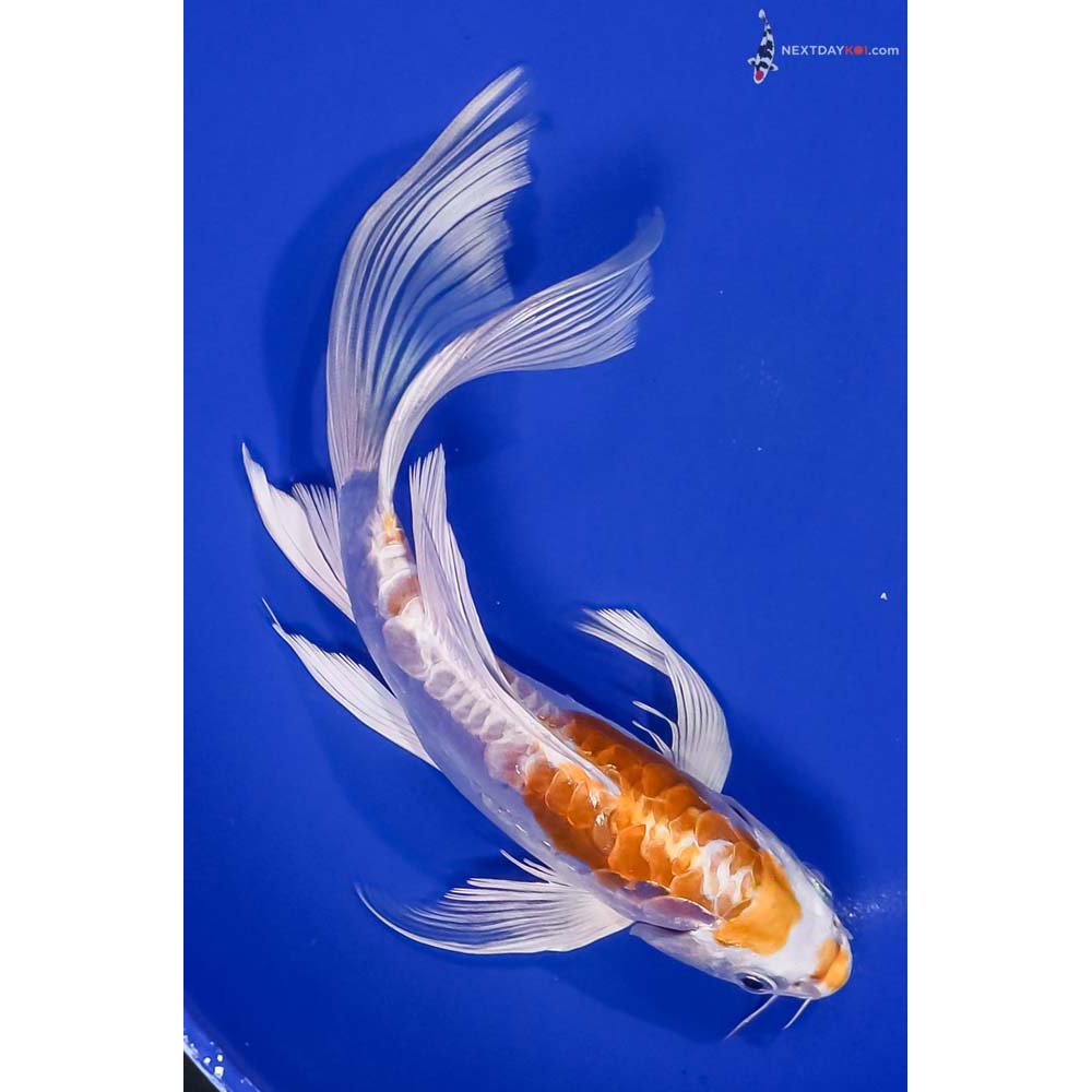 8” Imported Doitsu Lemon Hariwake Butterfly Koi
