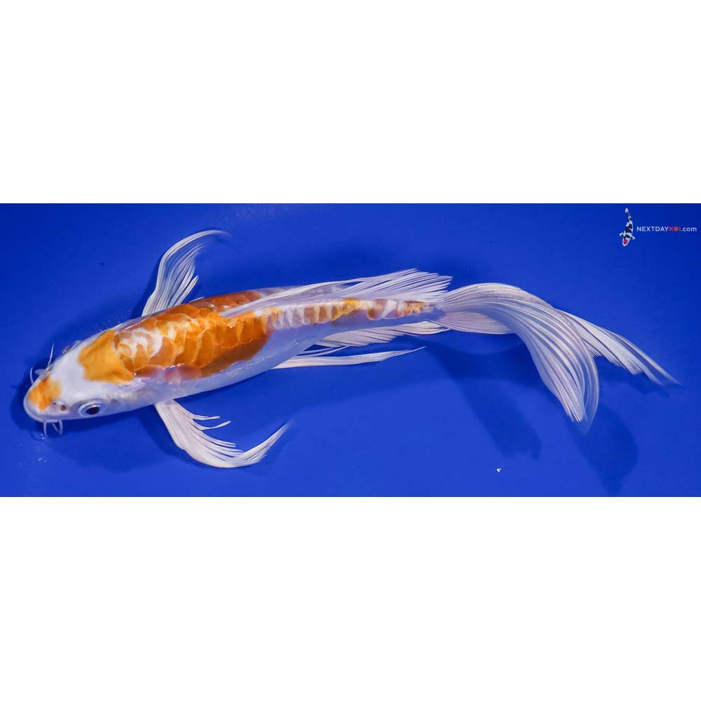 8” Imported Doitsu Lemon Hariwake Butterfly Koi