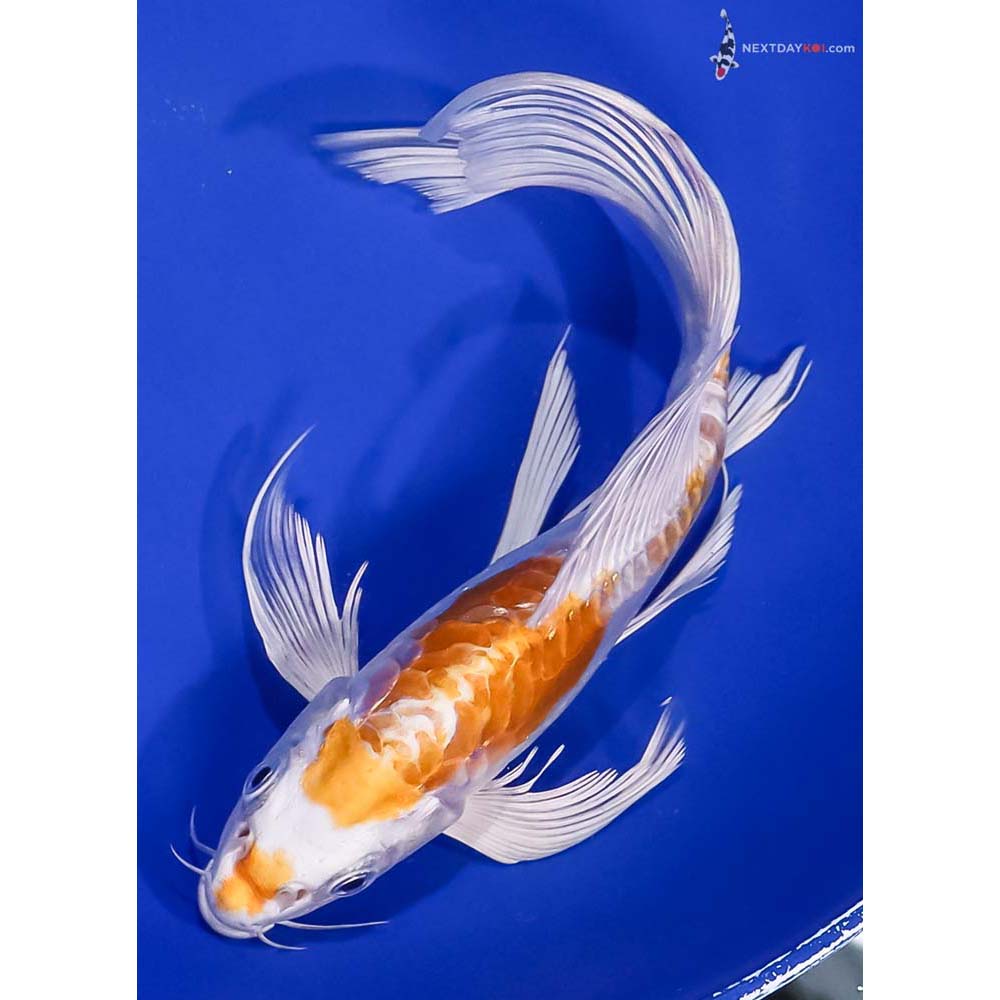 8” Imported Doitsu Lemon Hariwake Butterfly Koi