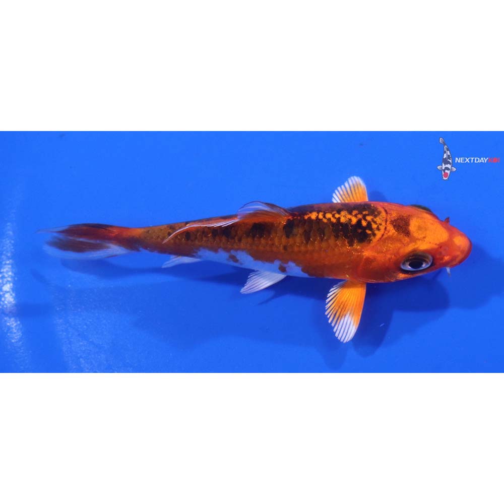 3.5” Imported Kujaku