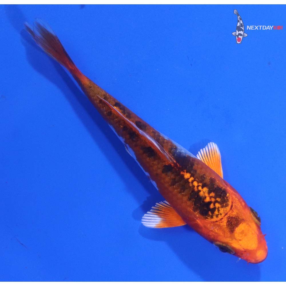3.5” Imported Kujaku