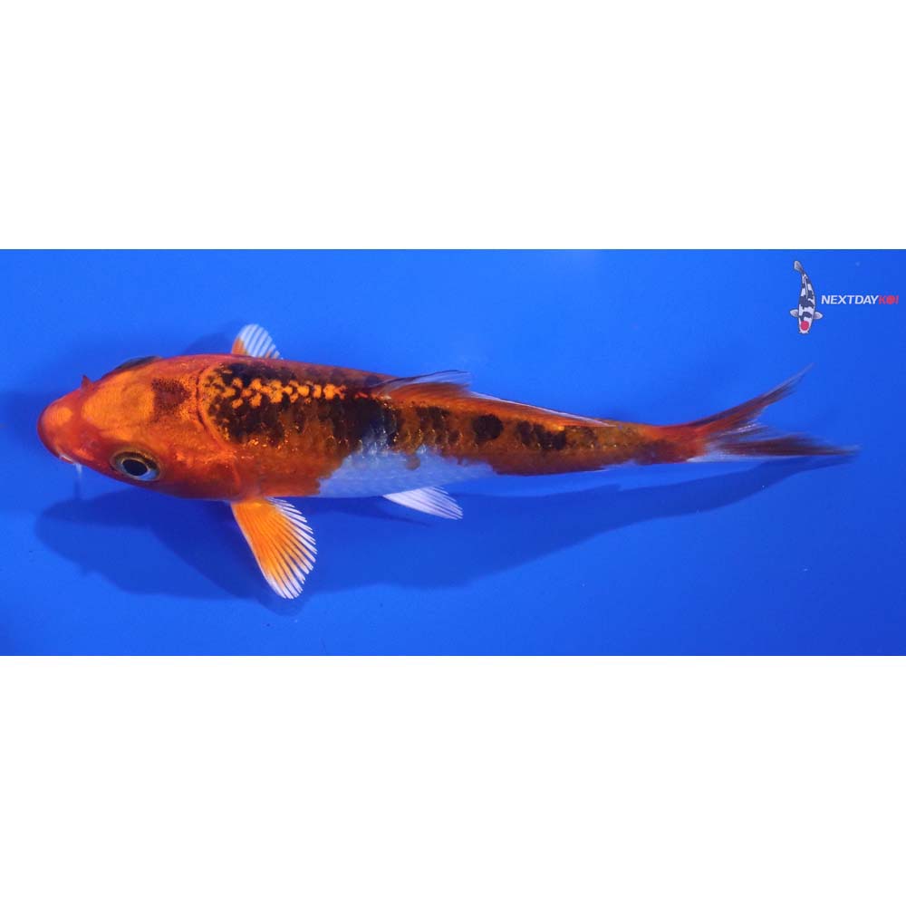 3.5” Imported Kujaku