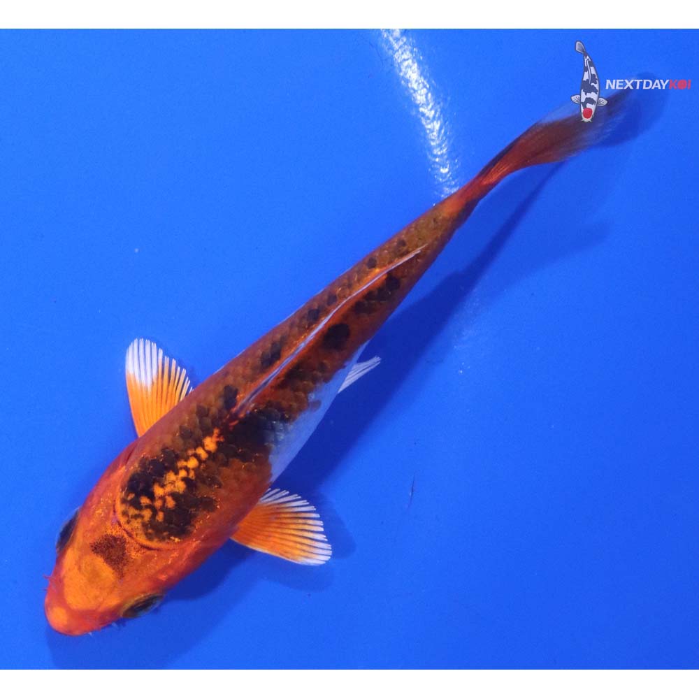3.5” Imported Kujaku