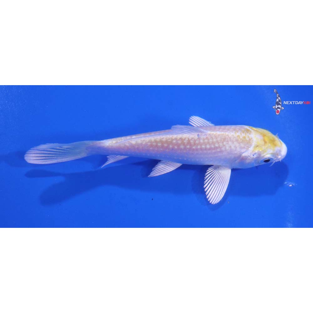 4” Imported Lemon Hariwake