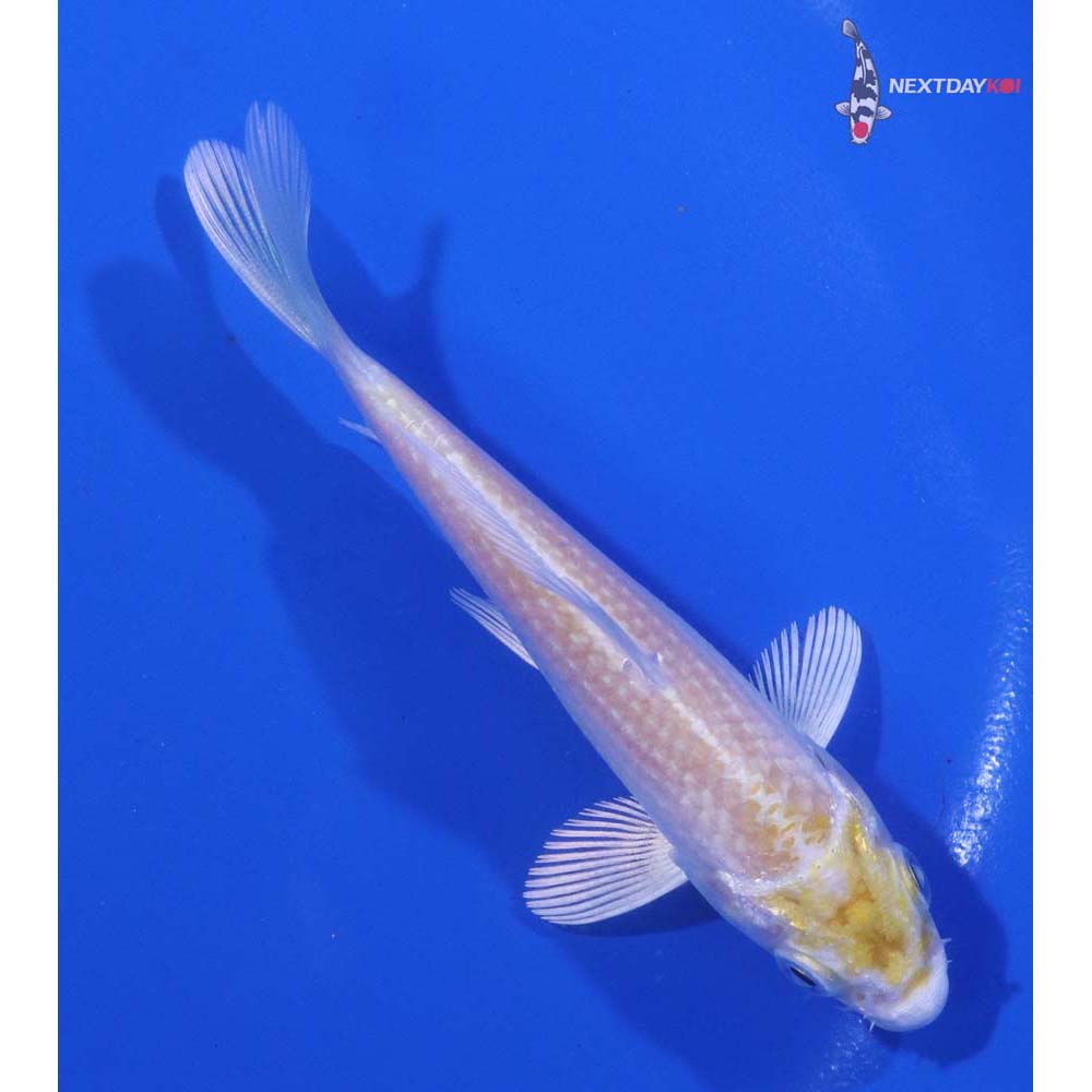 4” Imported Lemon Hariwake