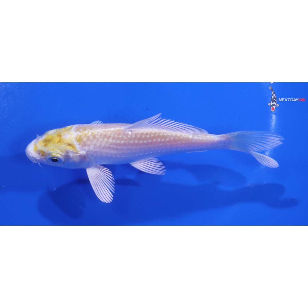 4” Imported Lemon Hariwake
