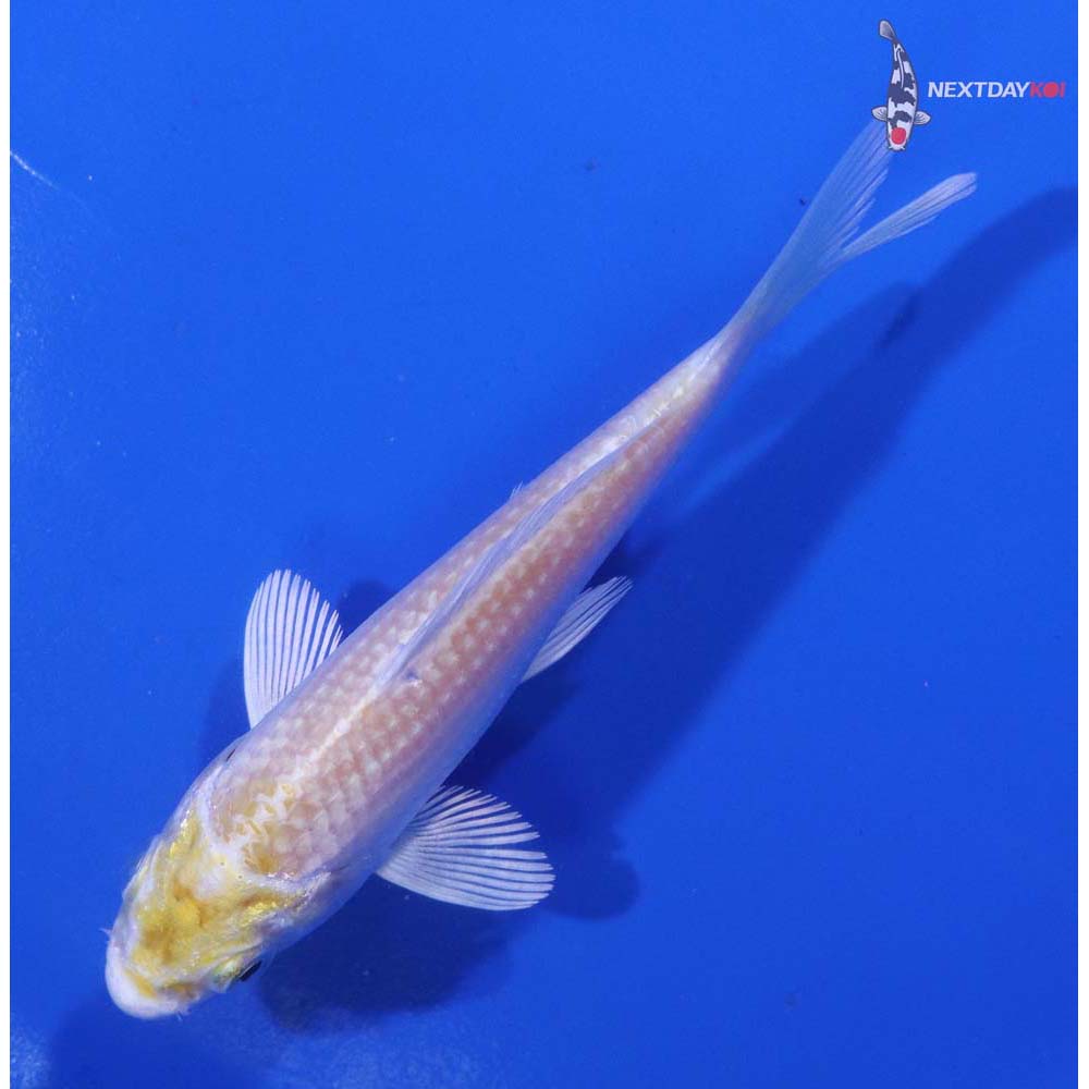 4” Imported Lemon Hariwake