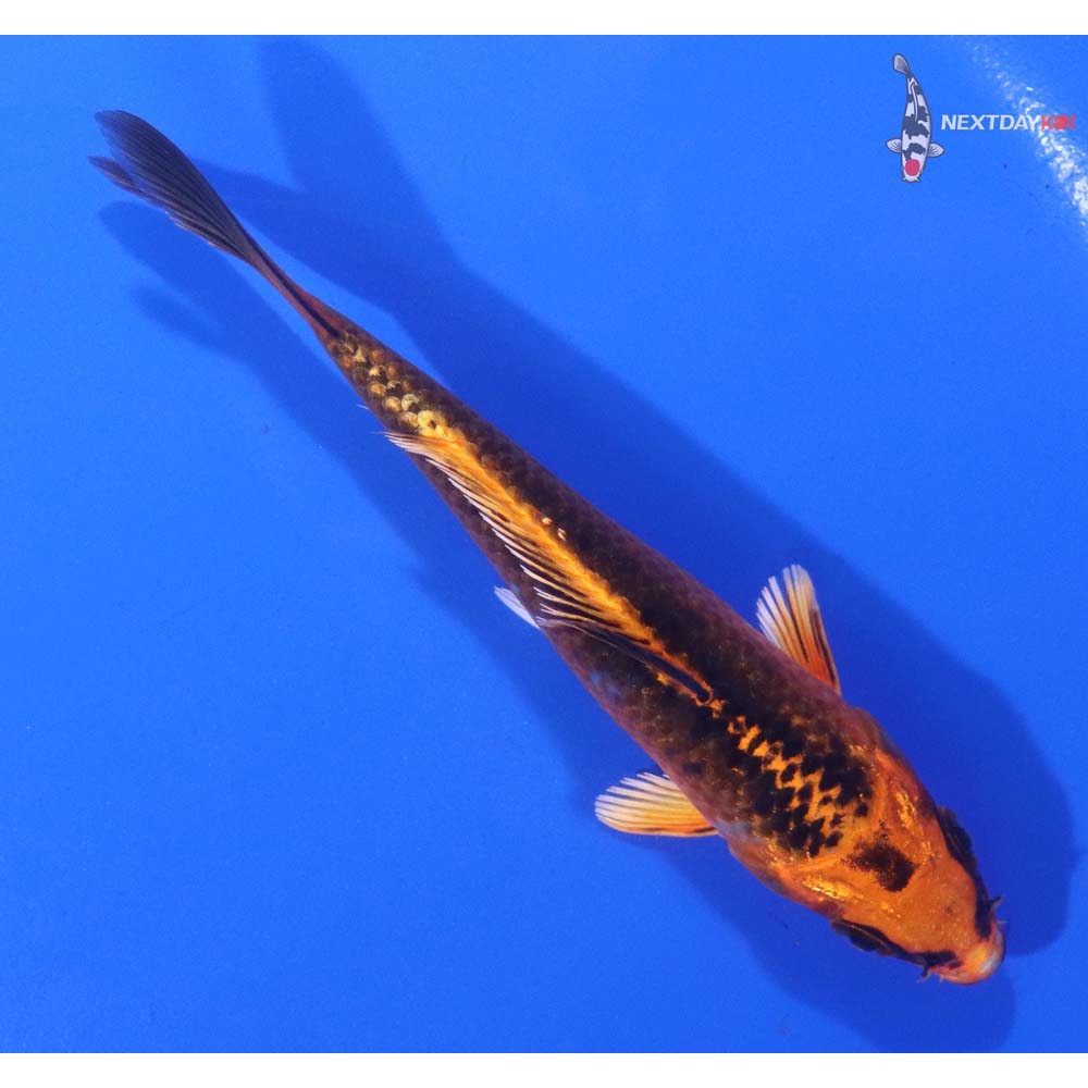 4.5” Imported Orenji Matsuba