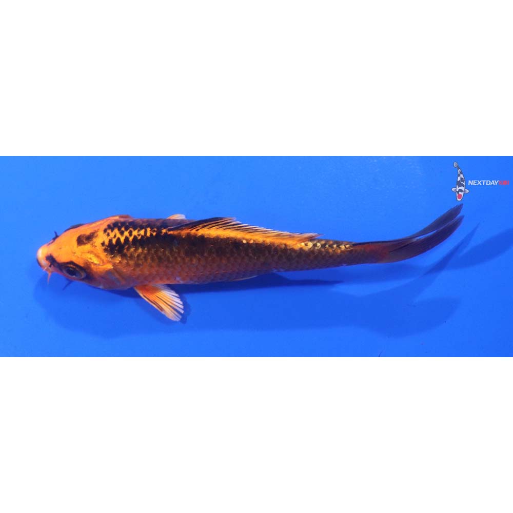 4.5” Imported Orenji Matsuba
