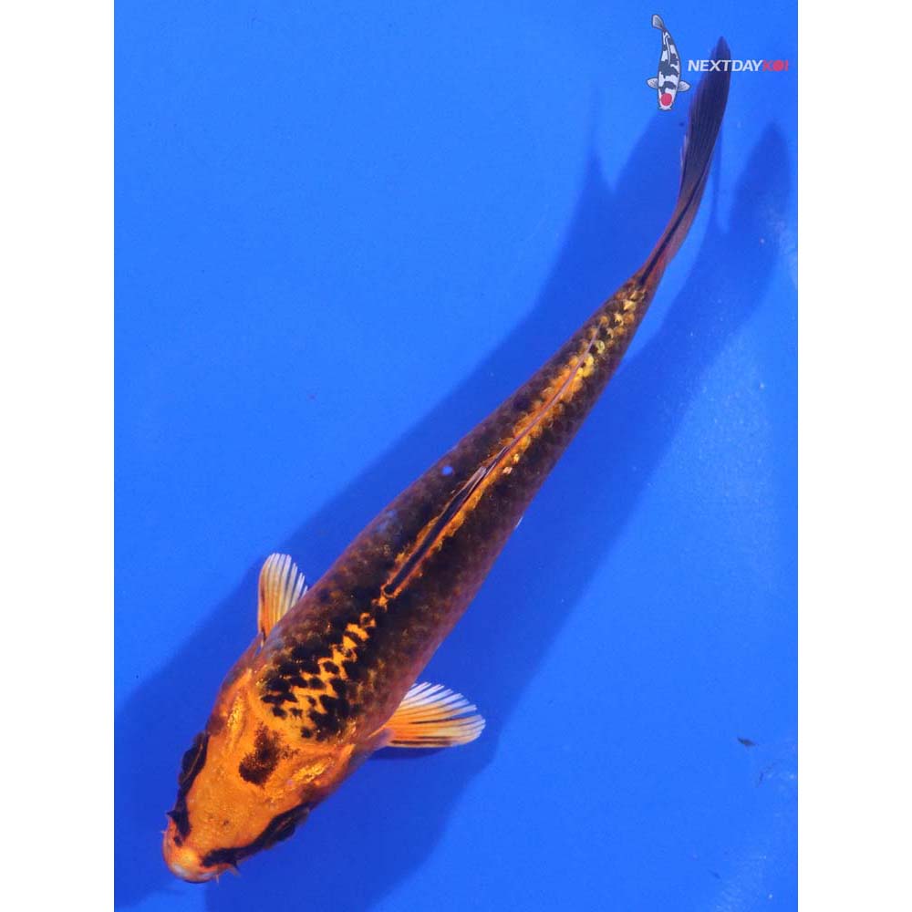 4.5” Imported Orenji Matsuba